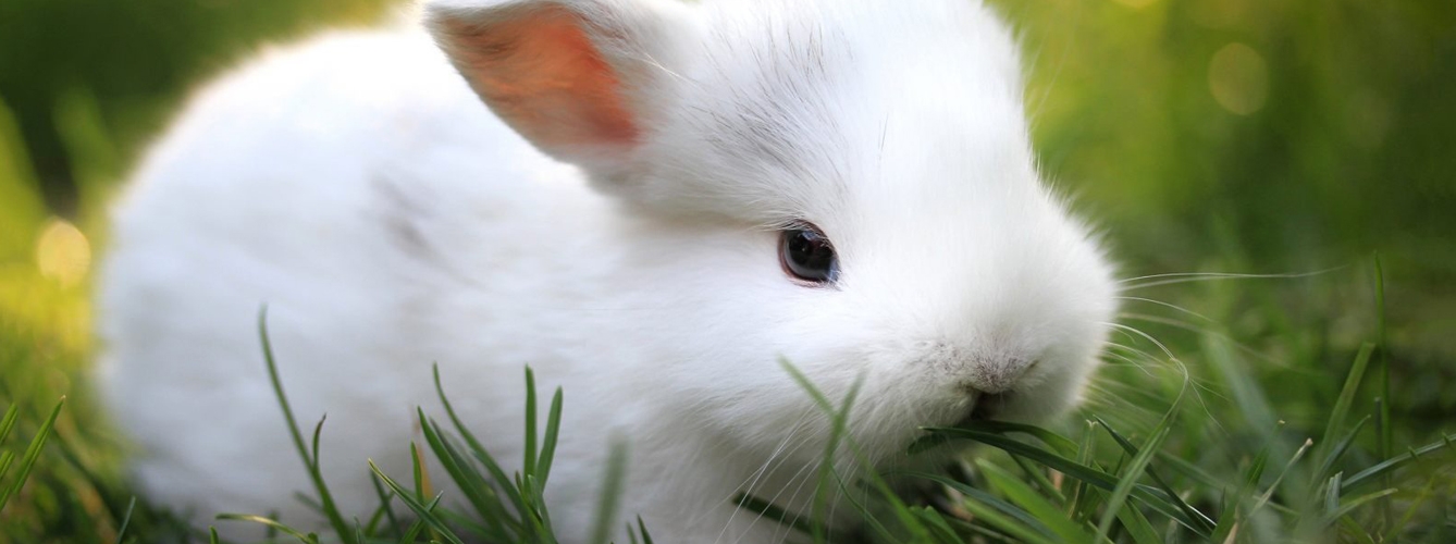 Hallan proteína esencial en la fertilidad gracias a conejos editados