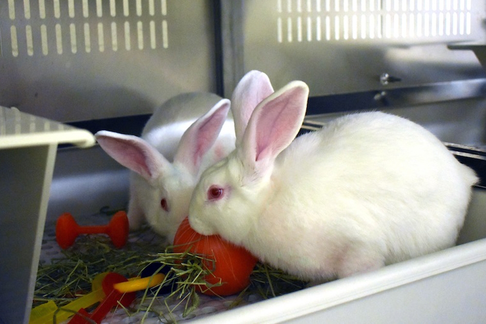 El efecto del estrés favorece la obesidad y así se pone de manifiesto en un estudio veterinario usando como modelo animal al conejo.