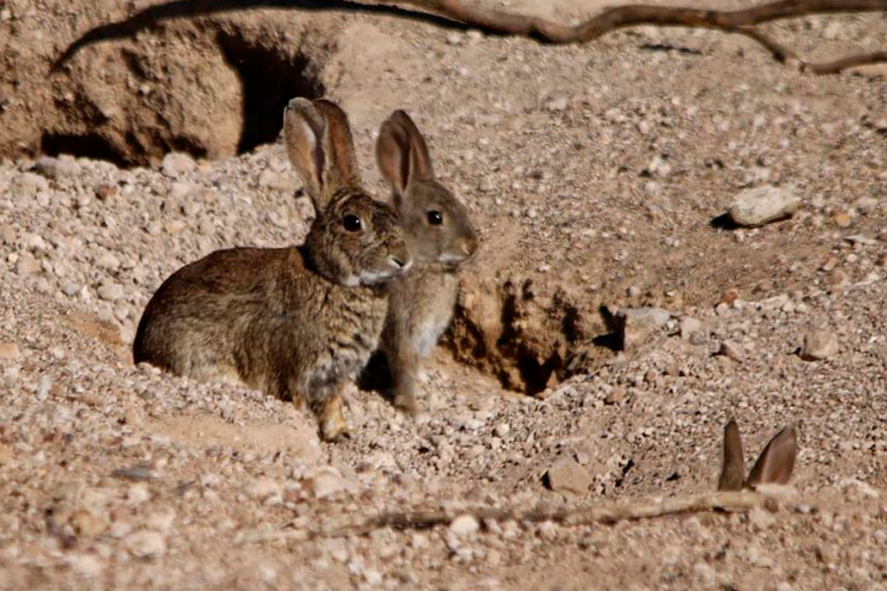 Los conejos de monte de España presentan una alta exposición al virus de la mixomatosis.