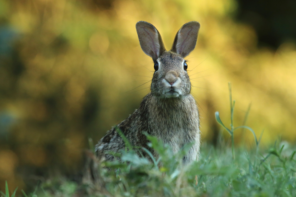 El virus mixoma, que afecta a los conejos, se ha vuelto más mortal con el tiempo.