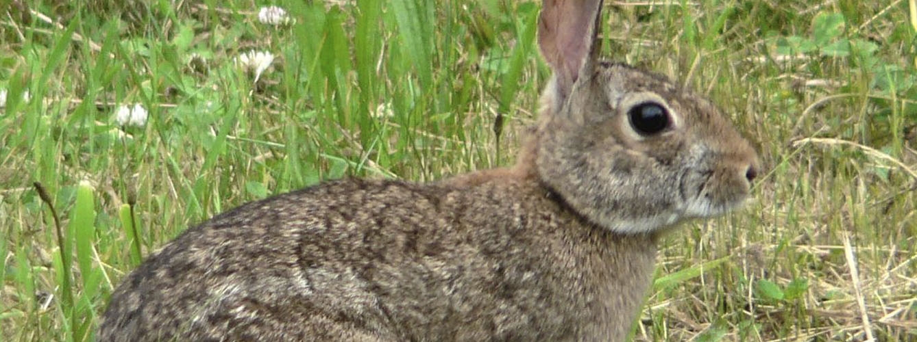 Crean un proyecto buscando mejorar el bienestar animal en los conejos