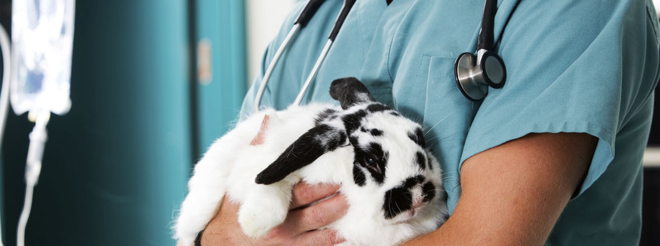 Orugas, base de una vacuna para la enfermedad hemorrágica del conejo