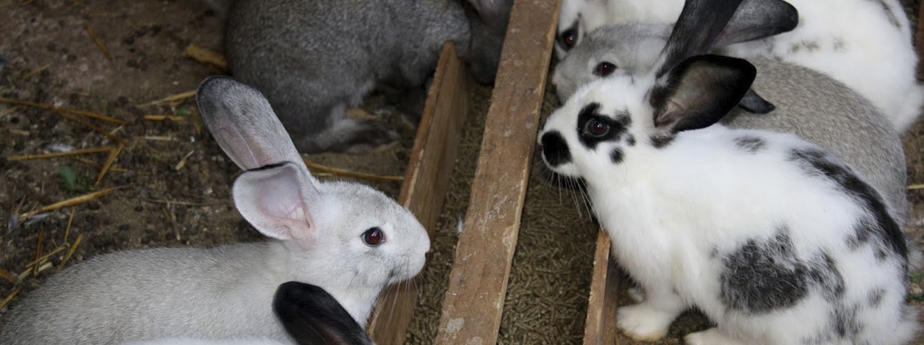 Describen por primera vez un brote de Mycobacterium caprae en conejos