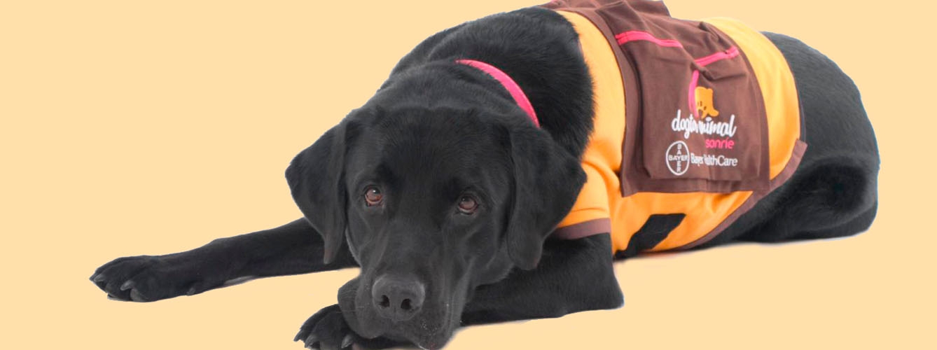Congo, uno de los primeros perros utilizados para la terapia asistida con animales que realiza Dogtor Animal.