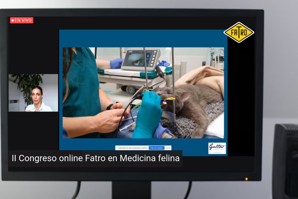 Este lunes fue la primera sesión del Congreso Online de Medicina Felina de Fatro.