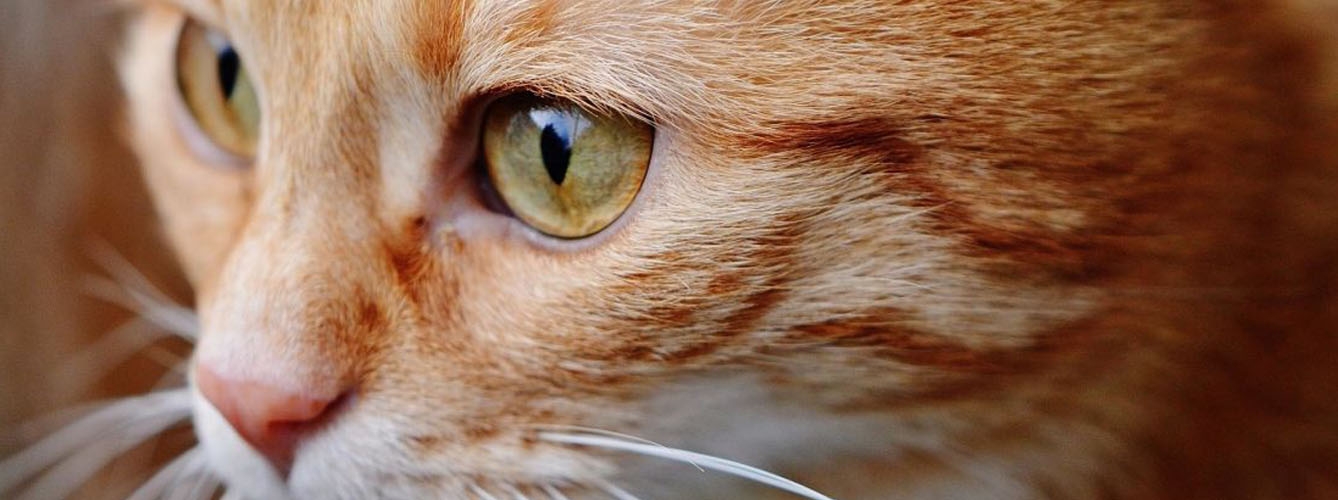 La conjuntivitis en gatos, uno de los molestos efectos de la alergia