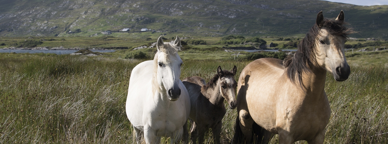 Aunque sea más habitual en los caballos de carreras, la Rabdomiolisis puede afectar a diversas razas equinas, como la del poni de Connemara