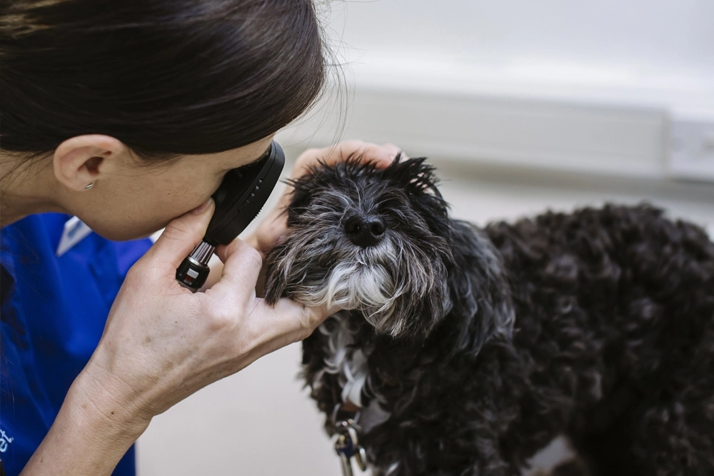 Resúmenes y consejos clínicos sobre 10 afecciones oculares comunes en perros.