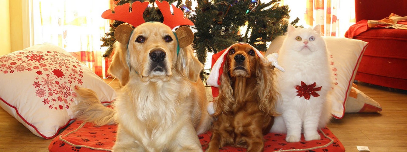Alertan de las intoxicaciones alimentarias de mascotas en Navidad