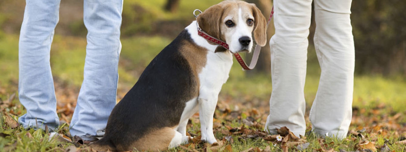 Desestiman la copropiedad de un perro por el testimonio del veterinario