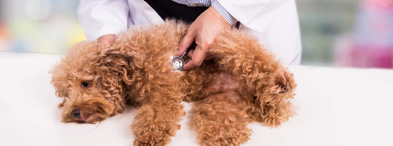 La investigación comenzó después de que los veterinarios de todo Reino Unido comenzaron a informar casos de vómitos de inicio agudo entre 2019 y 2020.
