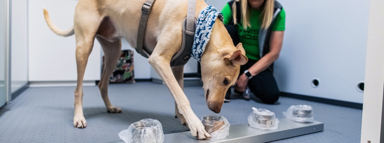 Uno de los perros detectores del aeropuerto de Helsinki olfateando unas muestras.