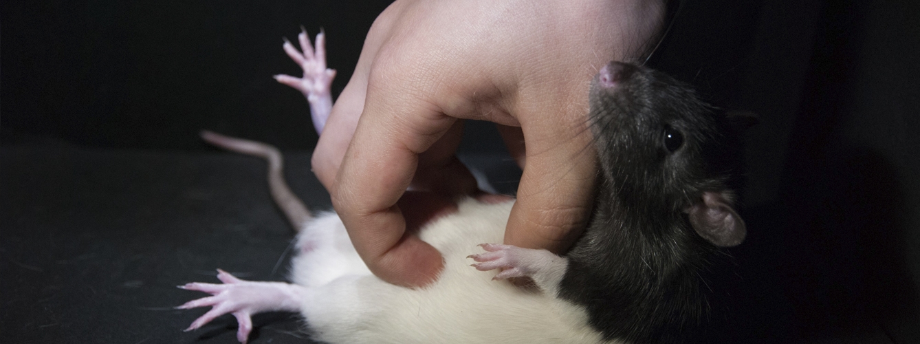 El estudio, basado en dos grupos de ratas a las que se les hacía cosquillas o no, ha desvelado que los animales pueden asociar olores a estímulos positivos. 
