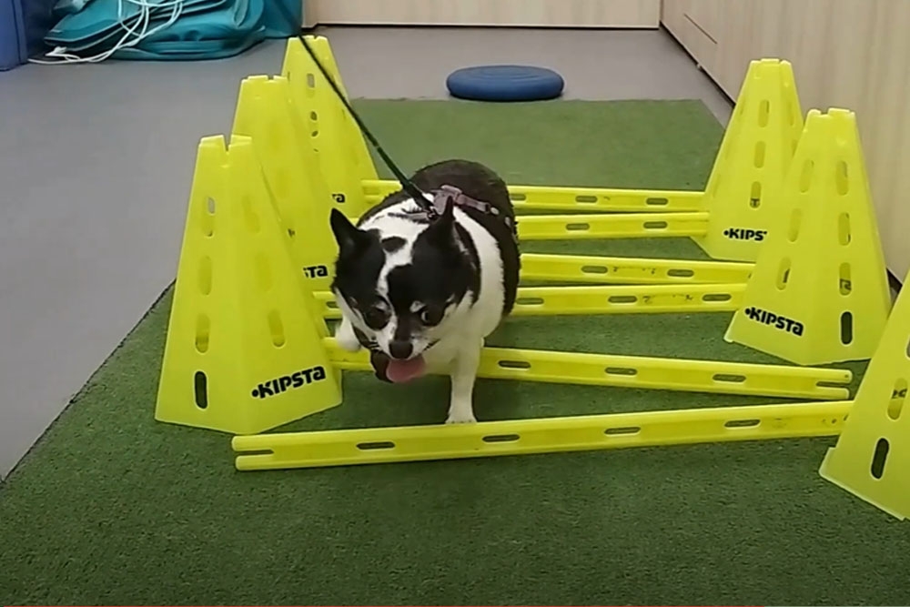 La perra Bubba durante sus sesiones de rehabilitación veterinaria.