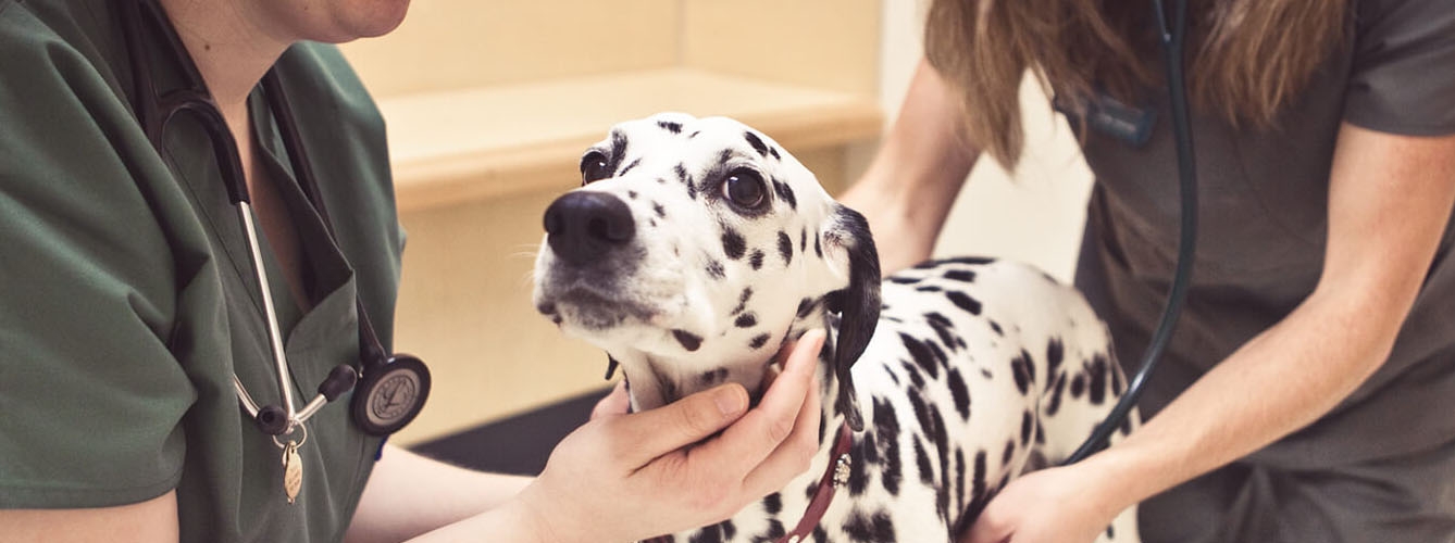 Día Mundial de la Dermatitis Atópica: Las razas de perro más propensas