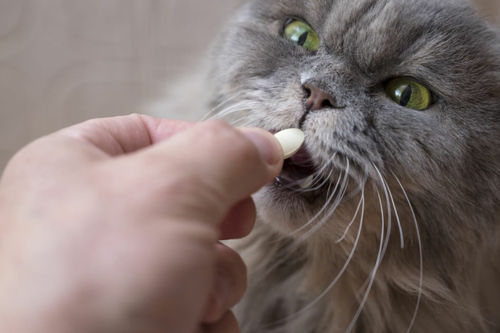 Los propietarios de gatos consideraron los comprimidos como significativamente más difíciles de administrar que los líquidos.