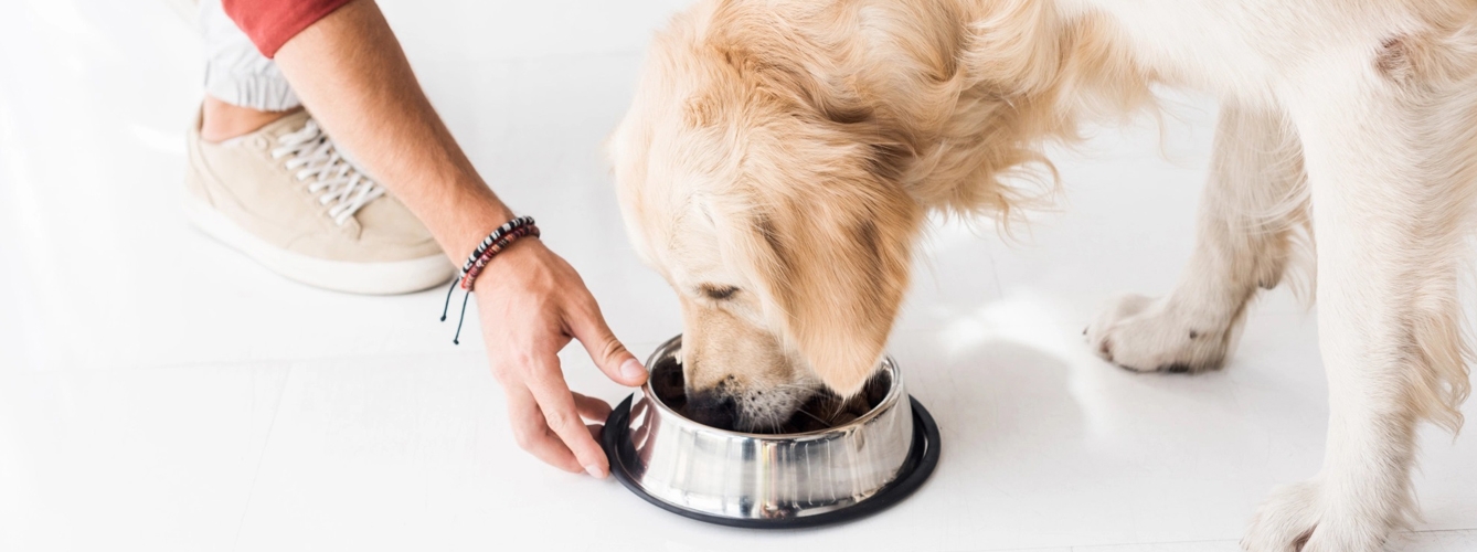 El omega-3 disminuye el dolor y frena la osteoartritis en perros