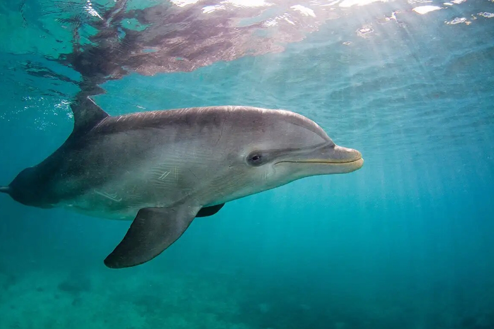 El caso de gripe aviar se ha producido en un delfín mular.