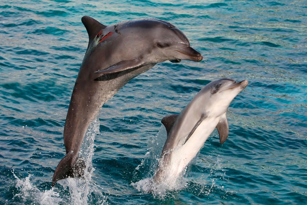 El estudio se ha desarrollado en delfines listados y mulares.