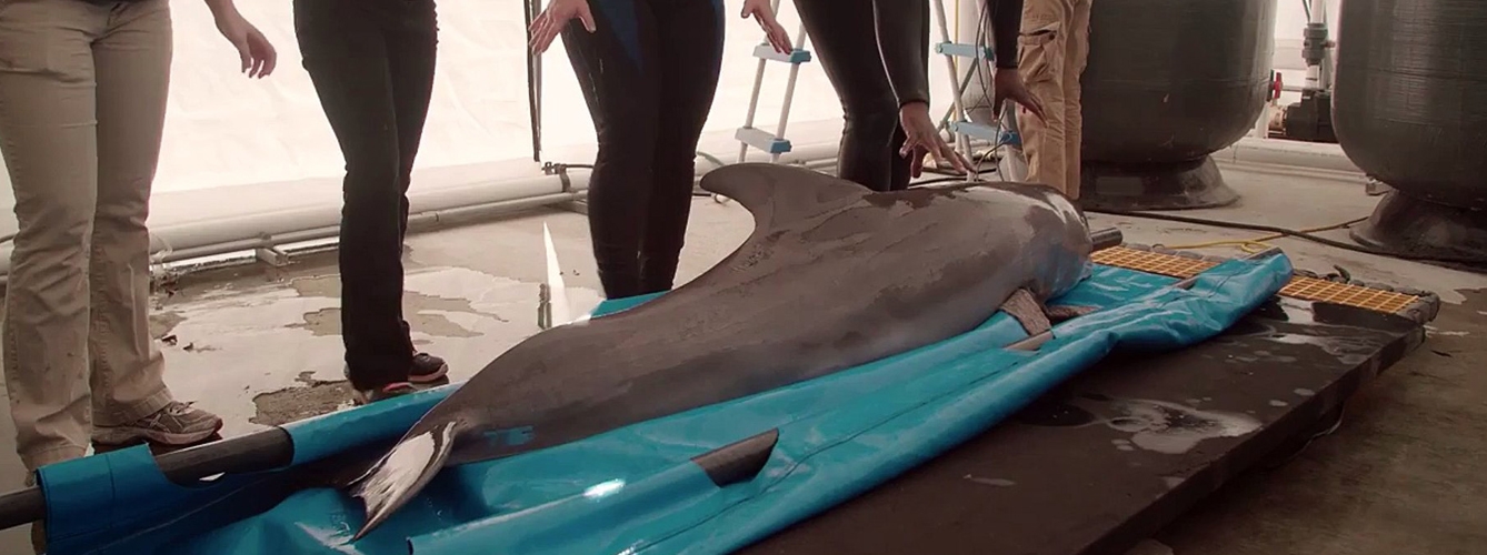 Realizan por primera vez una punción lumbar a un delfín