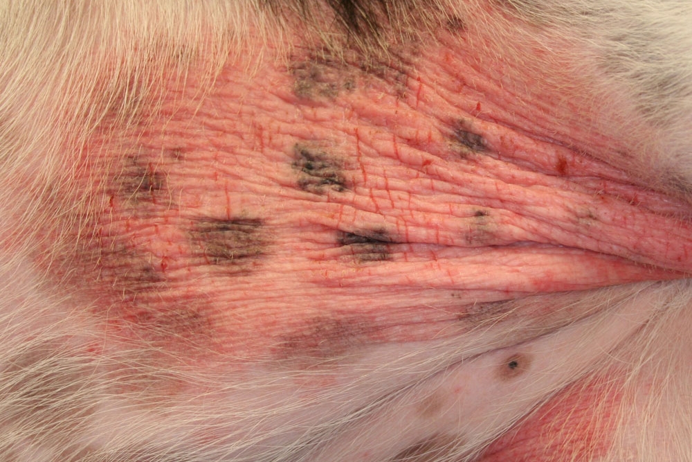 La dermatitis atópica canina  es una enfermedad de la piel asociada con alteraciones del microbioma cutáneo, inmunológicas y de la barrera cutánea.