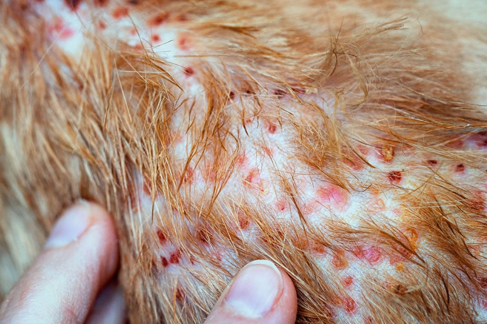La dermatitis miliar es un signo común del síndrome de la piel atópica felina.