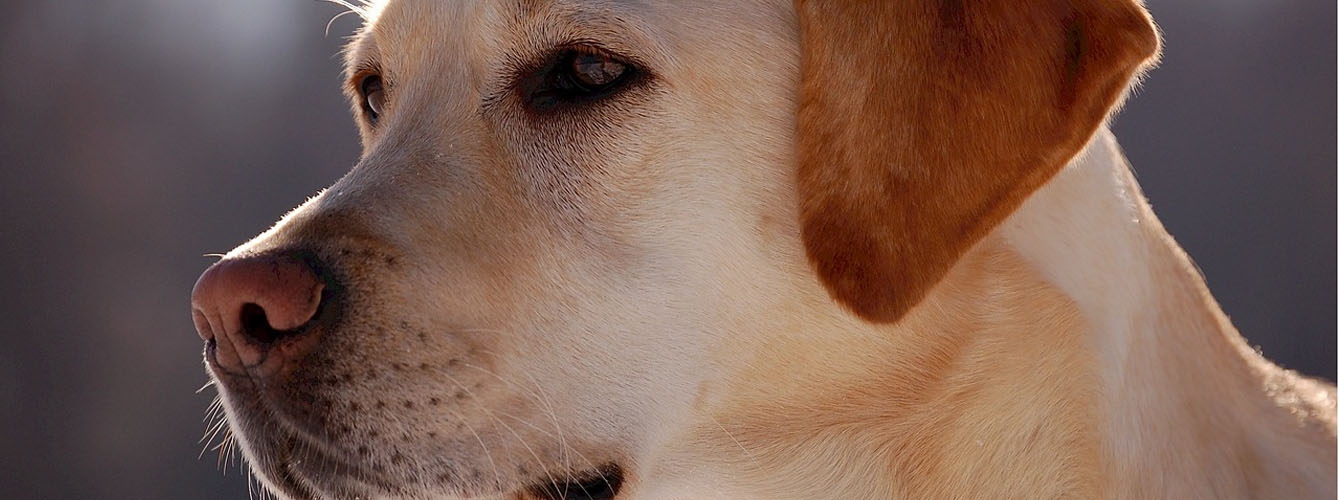 Una buena alimentación, clave para aliviar la dermatitis en perros