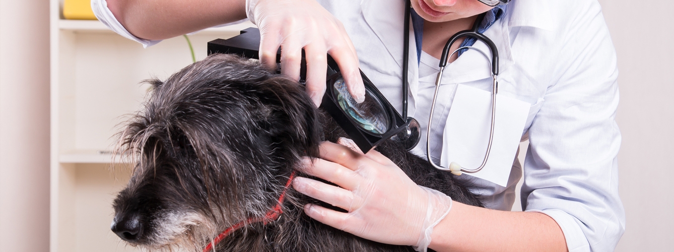 Cada semana se publicará un reto de un caso clínico de dermatología en el perro en el que los veterinarios deberán seleccionar un diagnóstico y tratamiento. 
