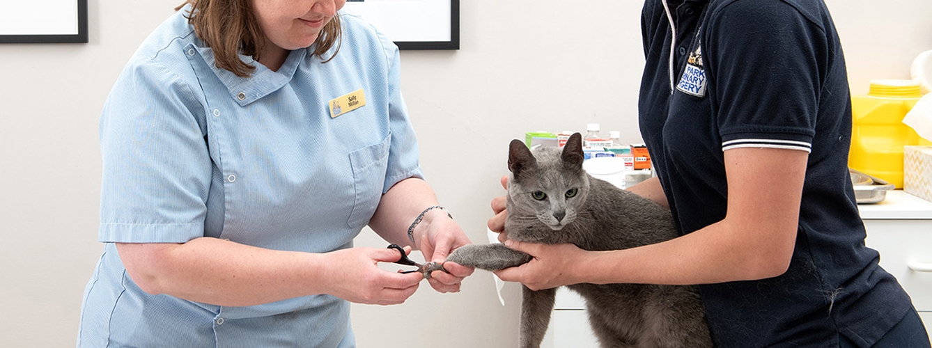 Controversia en la comunidad veterinaria por la desungulación