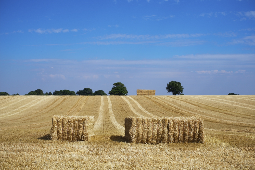 Castilla-La Mancha ocupa una posición líder dentro de la industria agroalimentaria en España.