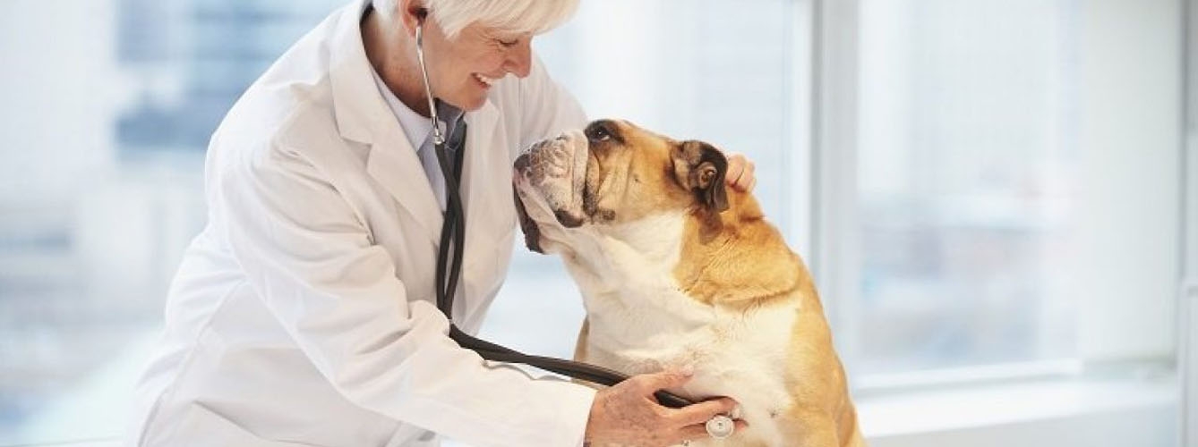 Ceva ofrece formación a los veterinarios por el Día Mundial del Corazón.