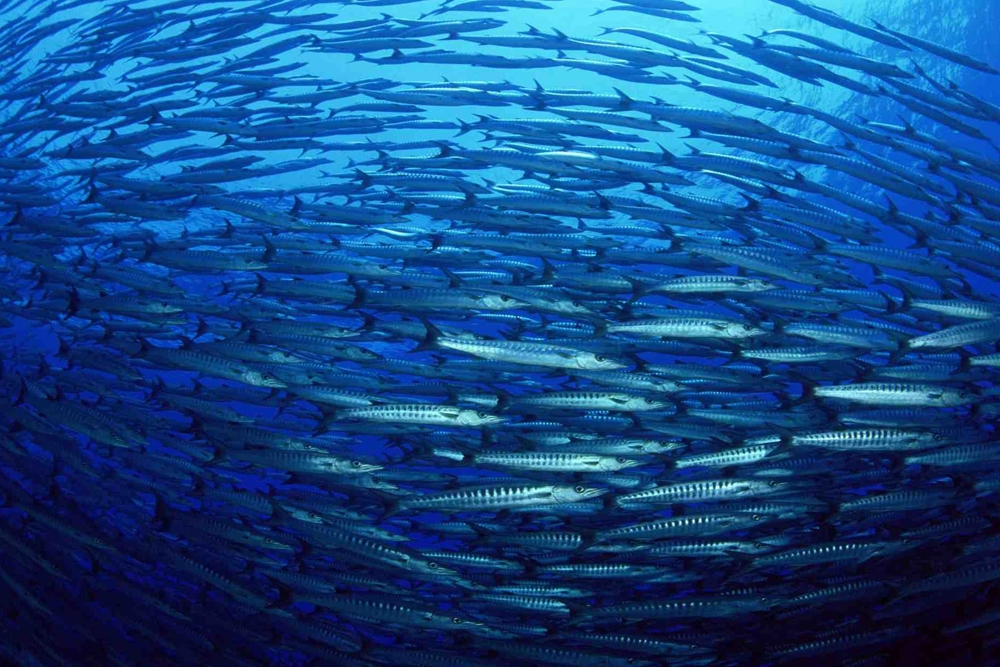 Algunas marcas de nutrición para animales de compañía utilizan el pescado como fuente de proteína.