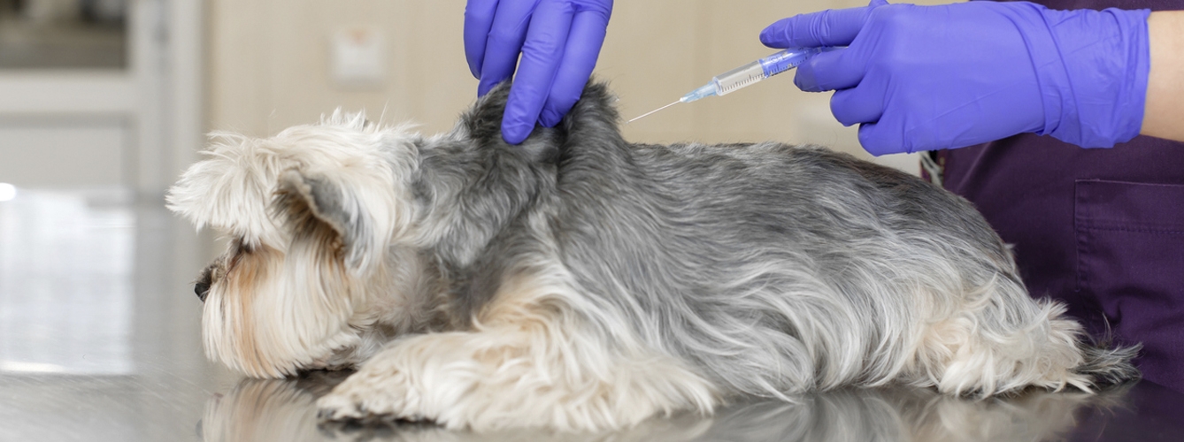 La vacunación en animales de compañía es clave para hacer frente a enfermedades tropicales desatendidas como la rabia o la leishmaniosis.