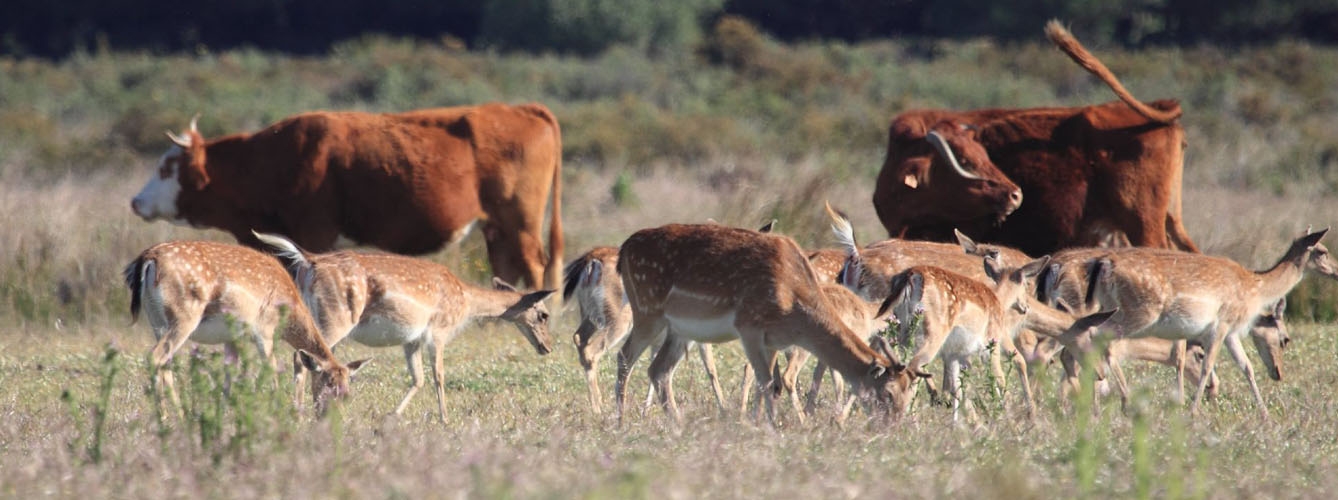 En España se estudia la relación de la fauna silvestre en la transmisión de tuberculosis al ganado. Fotografía: IREC. 