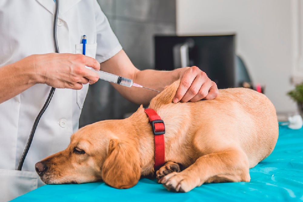 Las vacunas animales desempeñan un papel importante en la gestión de la sanidad animal.