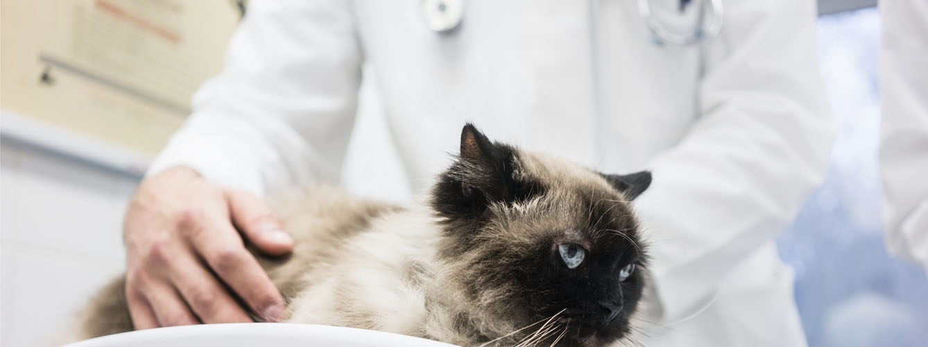 Lanzan una guía para mejorar el tratamiento de la diabetes felina