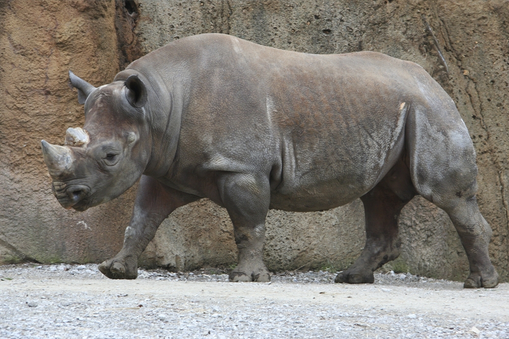 En el estudio analizaron la presencia de tuberculosis bovina en rinocerontes negros.