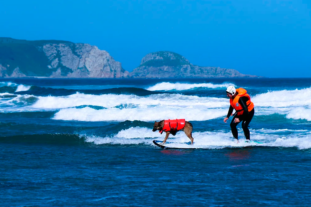 La segunda edición del el Campeonato de Europa de Surf para Perros cuenta con el apoyo de Dingonatura.