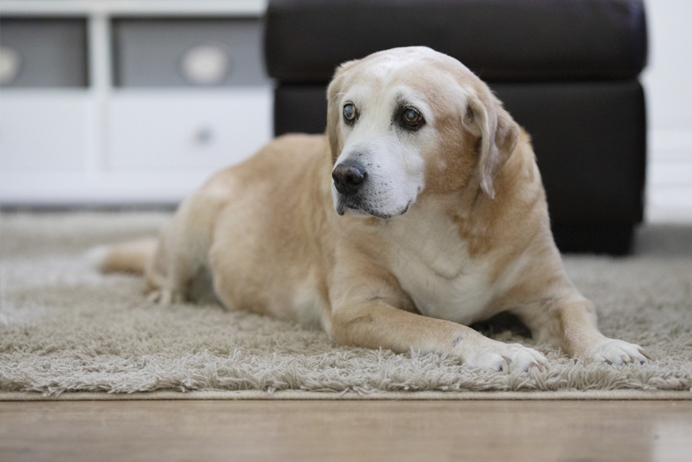 En los perros de más de diez años, cada año extra de vida aumenta el riesgo de desarrollar disfunción cognitiva canina.