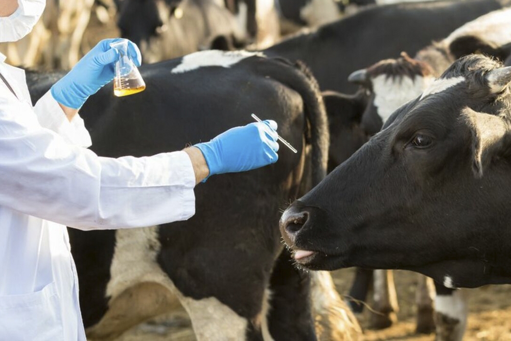 El informe anual de la Autoridad Europea de Seguridad Alimentaria destaca el descenso de residuos de hormonas, antibióticos y otros medicamentos veterinarios.