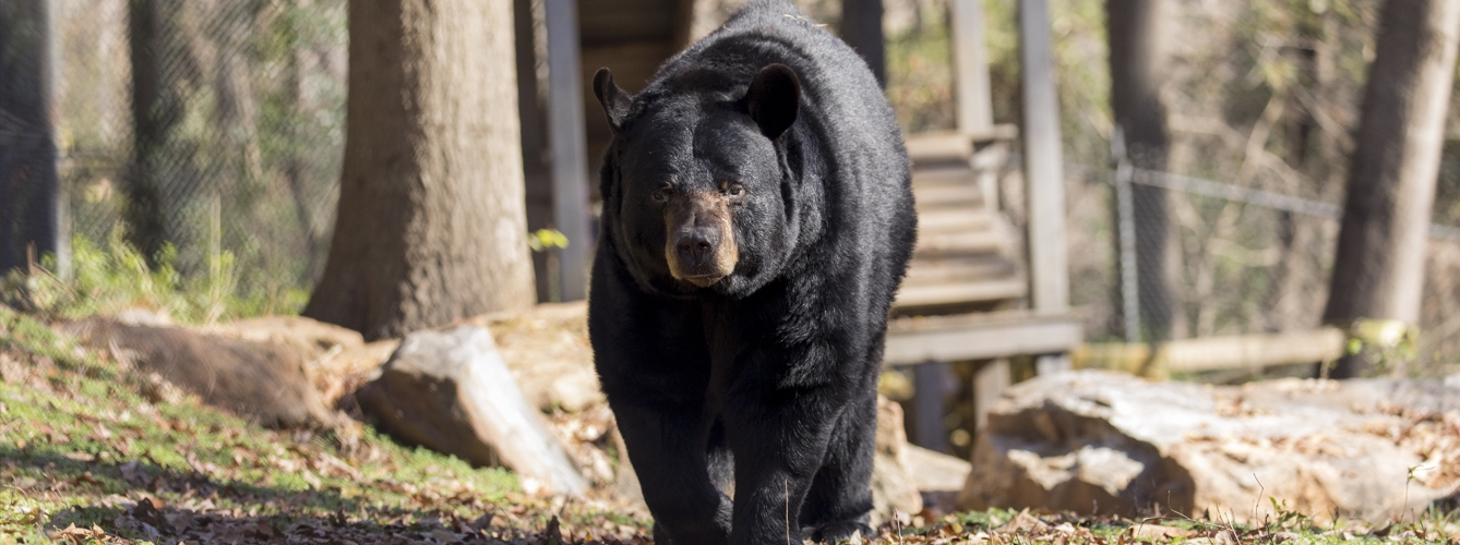 El oso negro Dj, al que los veterinarios realizan un examen clínico todos los años antes de hibernar, en el Bear Hollow Zoo.