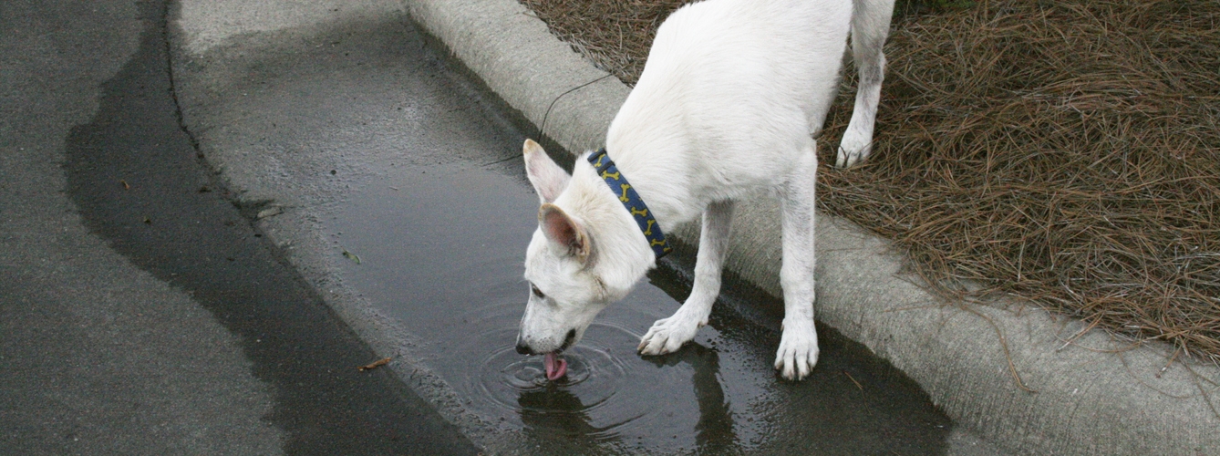 La giardiasis es frecuente en perros y gatos y una de sus formas mas comunes de contagio es a través de la ingesta de agua contaminada.