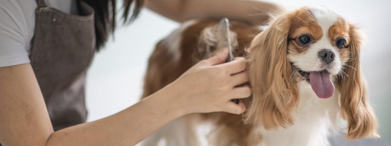 Consiguen que una peluquería canina deje de ofrecer servicios veterinarios