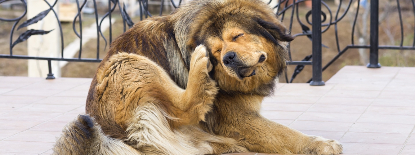 La dermatitis atópica canina es la enfermedad de la piel con mayor prevalencia en perros, provoca picores y no es fácil de tratar. 