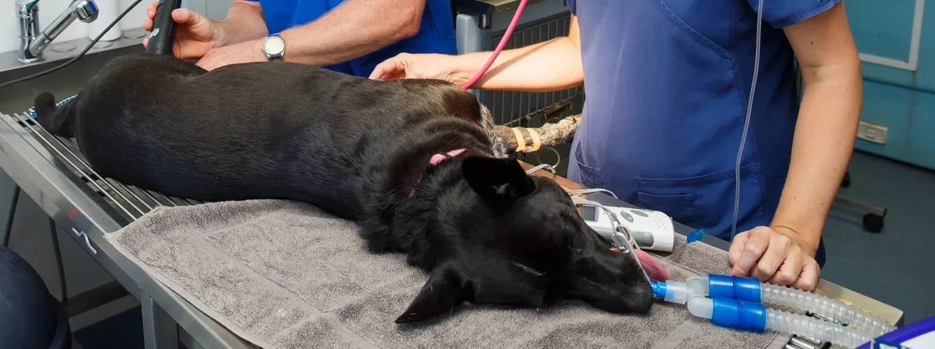 Un perro expone a más de 100 veterinarios a la peste negra