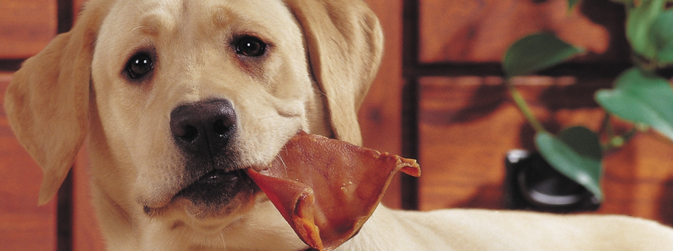 El brote de salmonela resistente a los antibióticos está relacionada con orejas de cerdo utilizadas como premios para los perros. 