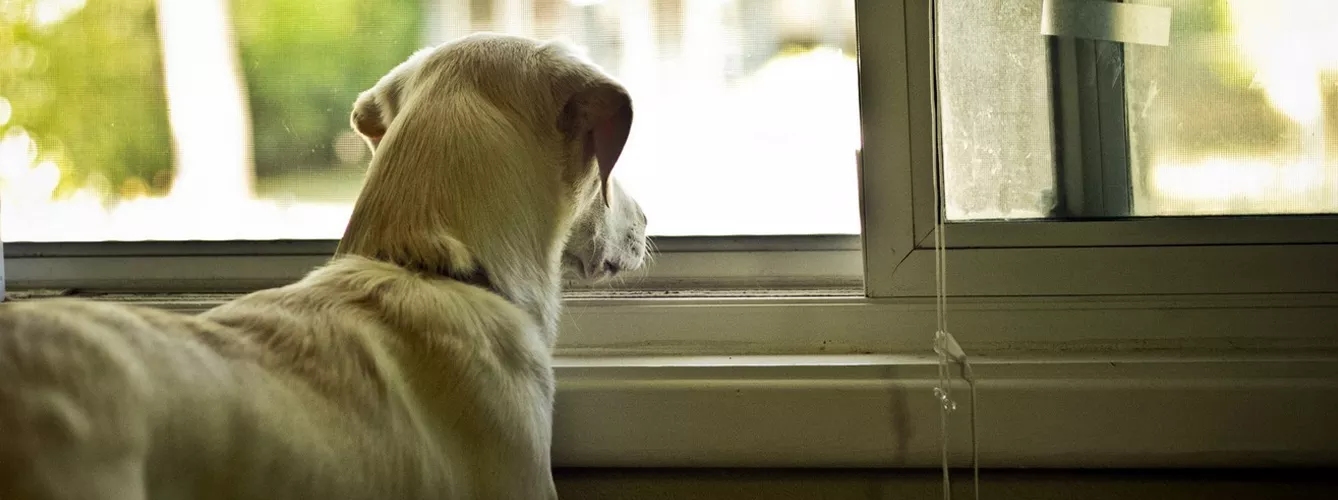 Coronavirus: El sindrome 'cabin fever' en perros por el confinamiento