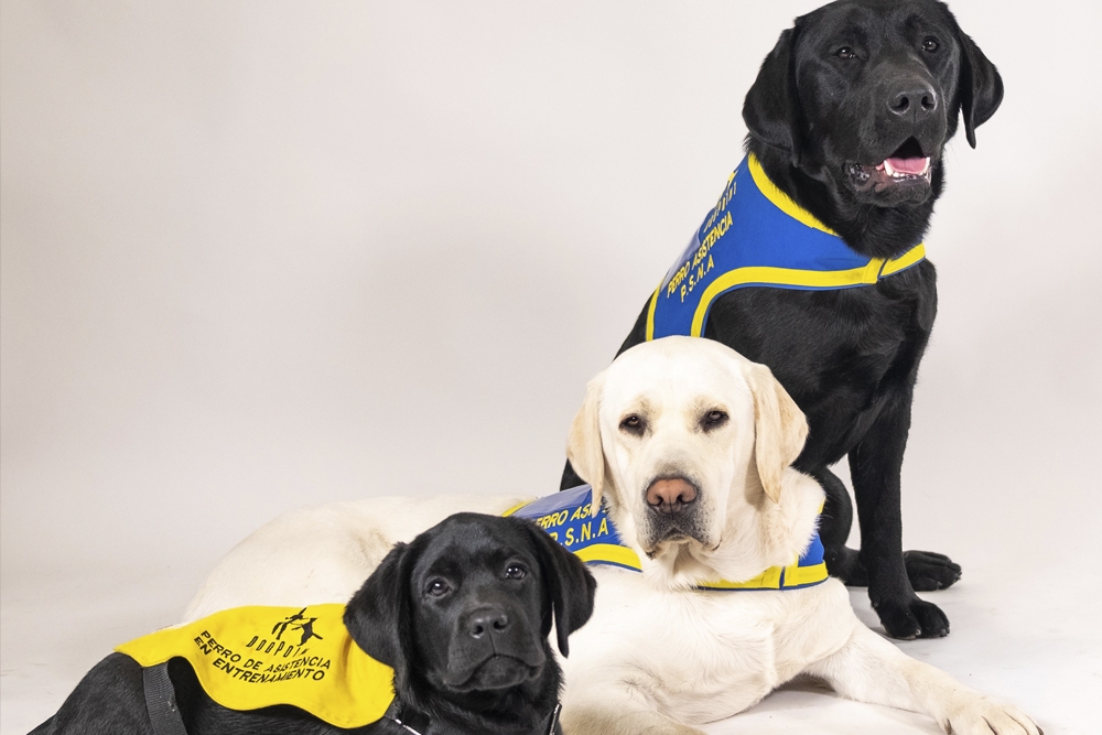 Fundación Royal Canin y Dogpoint colaboran para que niños con TEA accedan a perros de asistencia