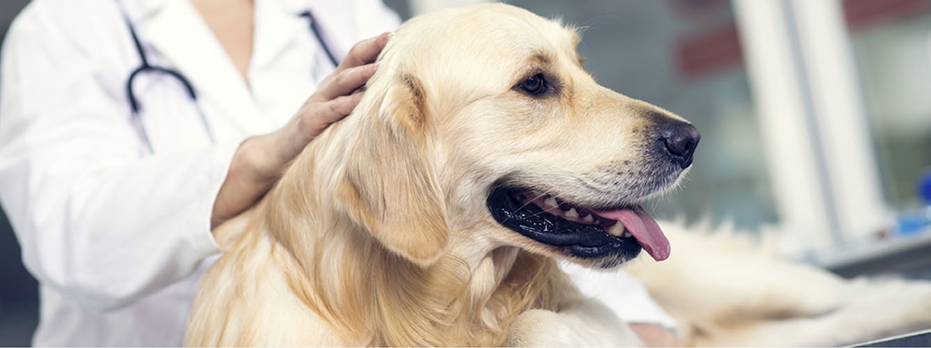 Médicos donan marcapasos para perros con afecciones cardíacas
