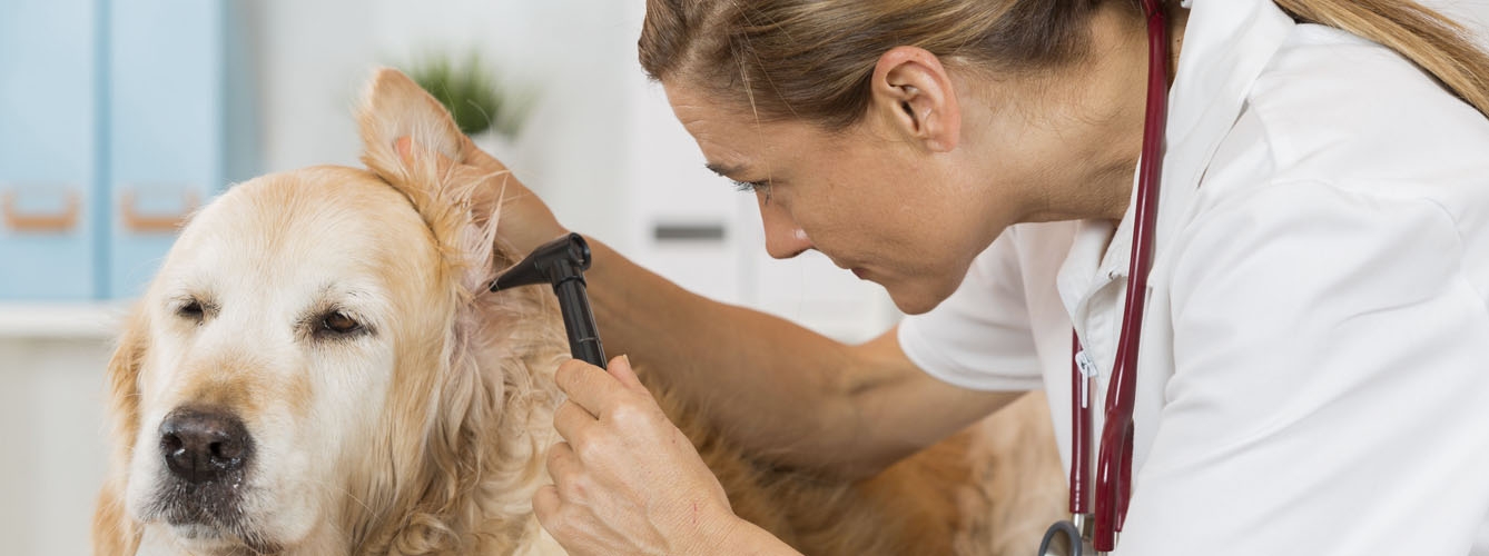 El precio de los servicios veterinarios se estabiliza